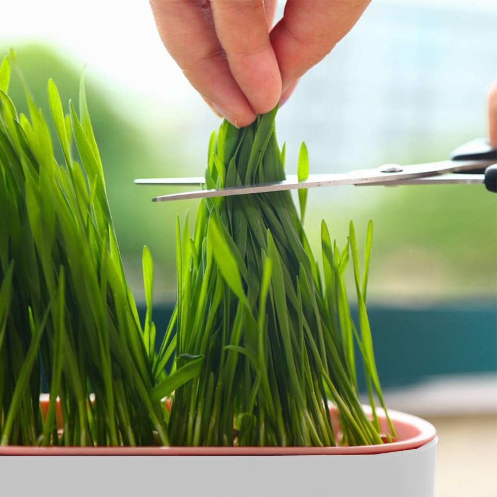 Cat Grass Planter, Hydroponic Trays, Soil-Free Planter (3PCS) J394